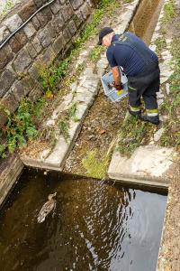 Entenkücken von der Feuerwehr gerettet