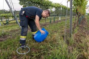 Äskulapnatter aus Keller gerettet