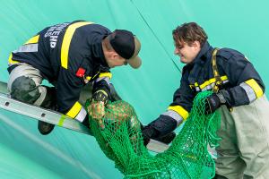 Feuerwehr Krems rettet jungen Fuchs aus einem Wasserbecken