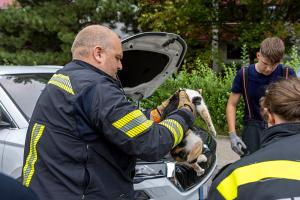 Blinder Passagier - Feuerwehr rettet Kater aus Motorraum