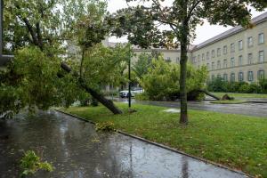 Zwei umgestürzte Bäume - Ein Baum auf einem Auto ein weiterer auf einem Gebäude