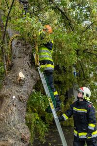 Zwei umgestürzte Bäume - Ein Baum auf einem Auto ein weiterer auf einem Gebäude