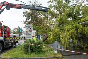 Zwei umgestürzte Bäume - Ein Baum auf einem Auto ein weiterer auf einem Gebäude