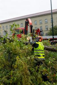 Zwei umgestürzte Bäume - Ein Baum auf einem Auto ein weiterer auf einem Gebäude